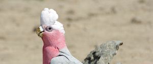 Preview wallpaper galah, parrot, bird, beautiful