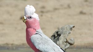 Preview wallpaper galah, parrot, bird, beautiful