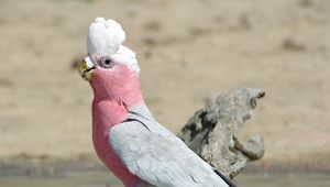 Preview wallpaper galah, parrot, bird, beautiful