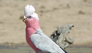 Preview wallpaper galah, parrot, bird, beautiful