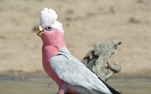 Preview wallpaper galah, parrot, bird, beautiful