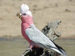 Preview wallpaper galah, parrot, bird, beautiful