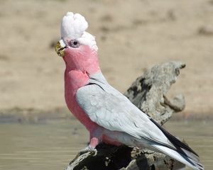 Preview wallpaper galah, parrot, bird, beautiful