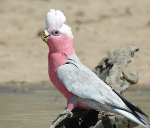 Preview wallpaper galah, parrot, bird, beautiful