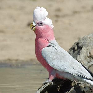 Preview wallpaper galah, parrot, bird, beautiful