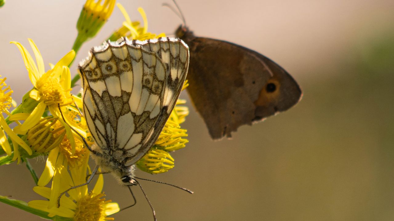 Wallpaper galathea, butterfly, flower, macro