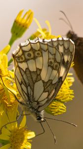 Preview wallpaper galathea, butterfly, flower, macro