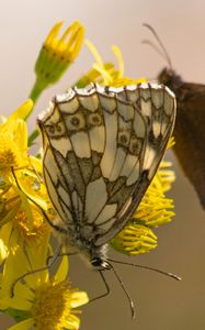 Preview wallpaper galathea, butterfly, flower, macro