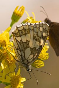 Preview wallpaper galathea, butterfly, flower, macro