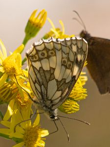 Preview wallpaper galathea, butterfly, flower, macro