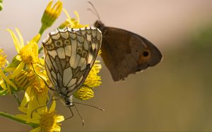 Preview wallpaper galathea, butterfly, flower, macro