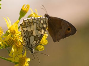 Preview wallpaper galathea, butterfly, flower, macro