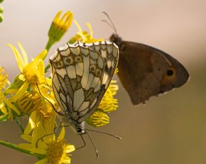 Preview wallpaper galathea, butterfly, flower, macro