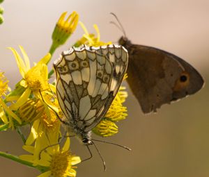 Preview wallpaper galathea, butterfly, flower, macro