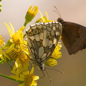 Preview wallpaper galathea, butterfly, flower, macro