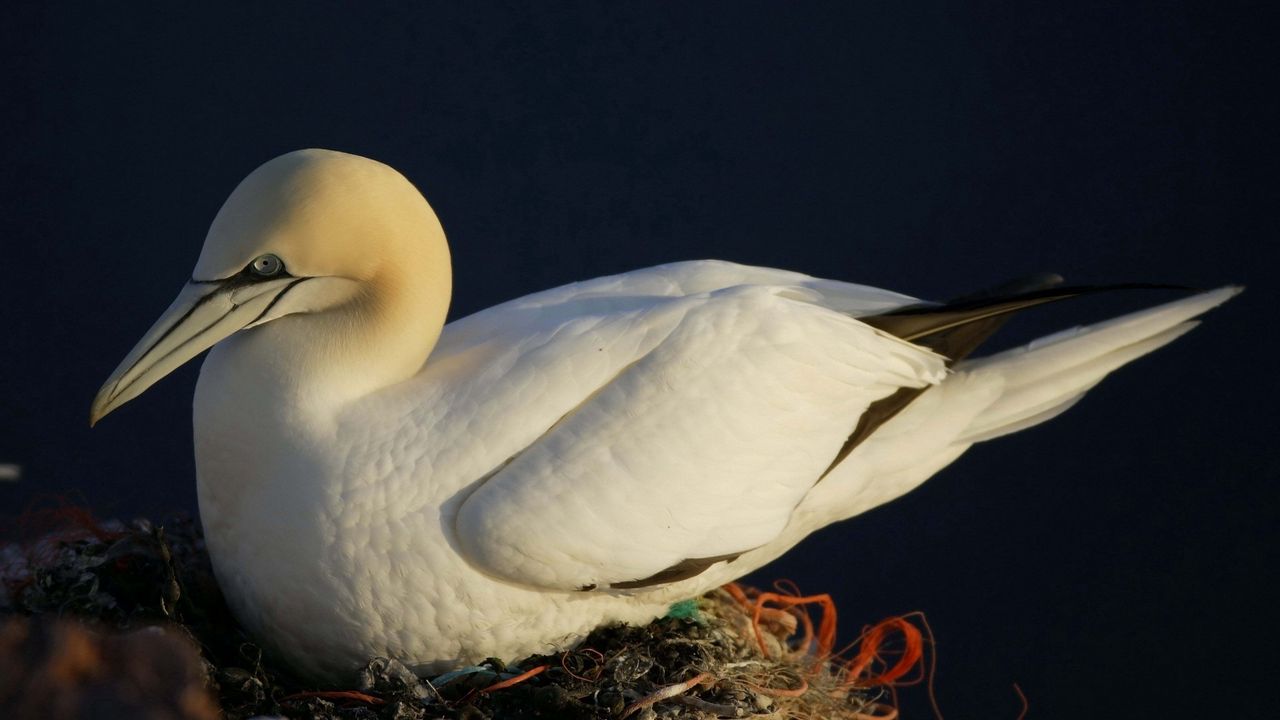 Wallpaper gannet, beak, nest