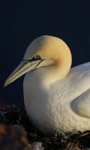 Preview wallpaper gannet, beak, nest