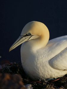 Preview wallpaper gannet, beak, nest