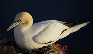 Preview wallpaper gannet, beak, nest