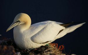 Preview wallpaper gannet, beak, nest