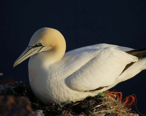 Preview wallpaper gannet, beak, nest