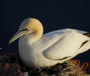 Preview wallpaper gannet, beak, nest