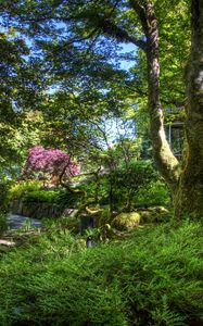 Preview wallpaper garden, green, fern, trees, moss