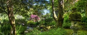 Preview wallpaper garden, green, fern, trees, moss