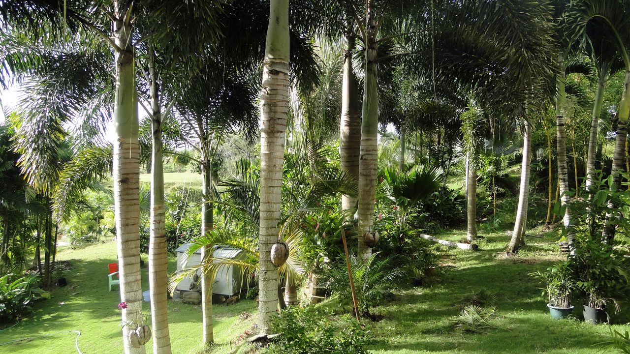 Wallpaper garden, palm trees, shadows, trees, summer