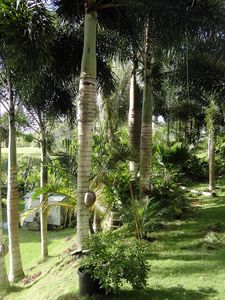 Preview wallpaper garden, palm trees, shadows, trees, summer