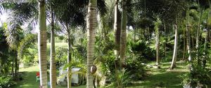 Preview wallpaper garden, palm trees, shadows, trees, summer