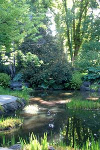 Preview wallpaper garden, pond, trees, shadows, light, water