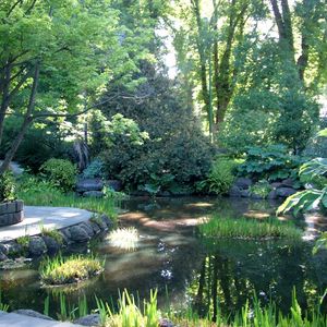 Preview wallpaper garden, pond, trees, shadows, light, water