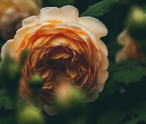 Preview wallpaper garden rose, bud, blur, orange
