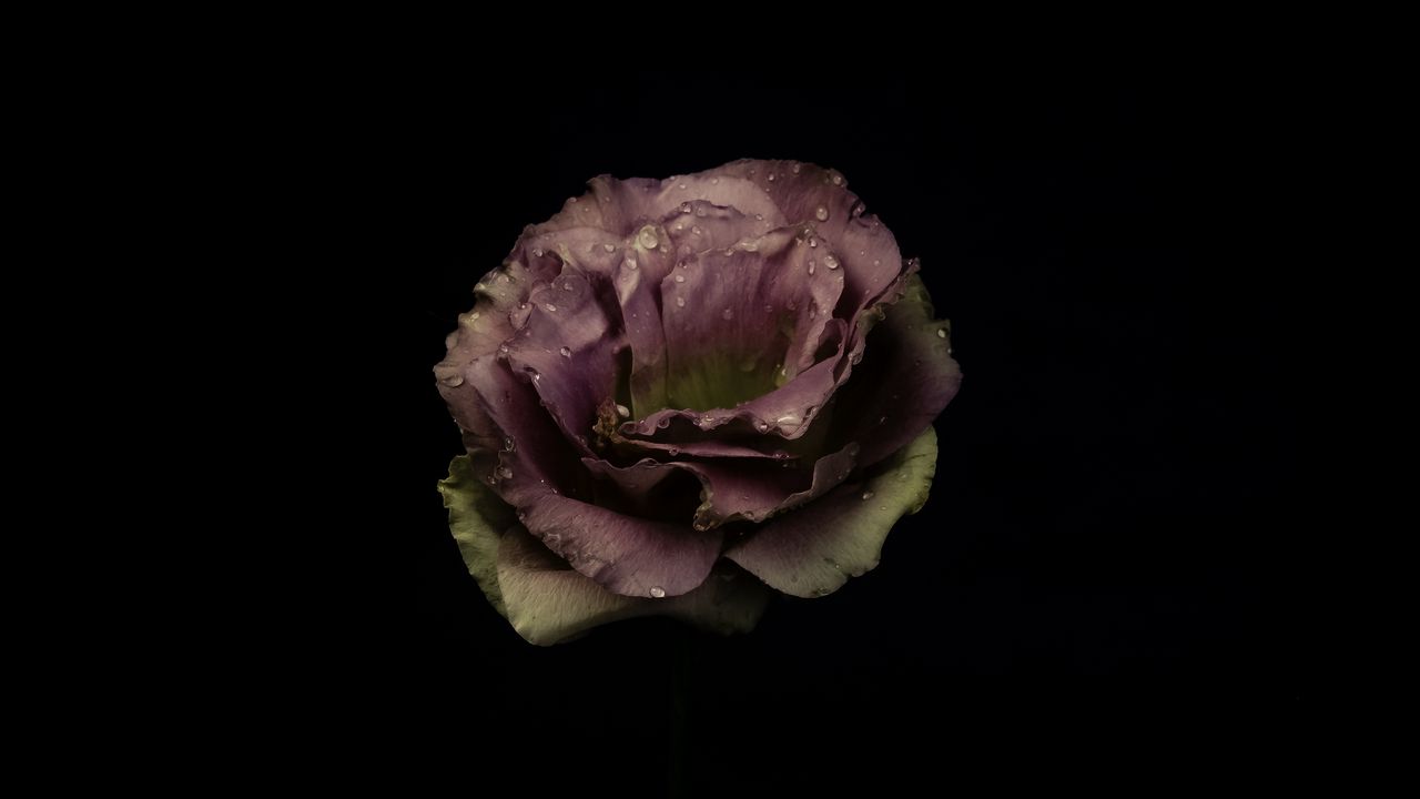 Wallpaper garden rose, rose, bud, drops, dark background