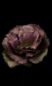 Preview wallpaper garden rose, rose, bud, drops, dark background