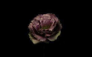 Preview wallpaper garden rose, rose, bud, drops, dark background