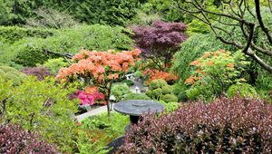 Preview wallpaper garden, trees, from above, bushes, orange, lilac, green
