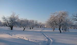 Preview wallpaper garden, winter, traces, tracks, snow, snowdrifts, cover, trees, gray hair, shadows, freshness
