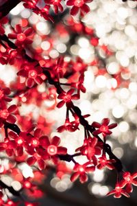 Preview wallpaper garland, glare, bokeh, flowers