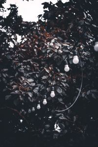 Preview wallpaper garland, wire, bulbs, branches, tree