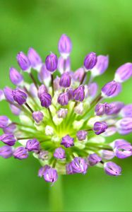 Preview wallpaper garlic, flowers, macro