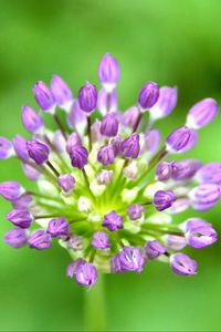 Preview wallpaper garlic, flowers, macro