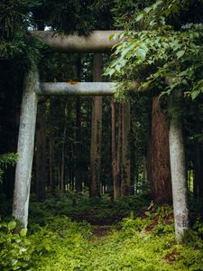 Preview wallpaper gate, pillars, forest, nature, leaves