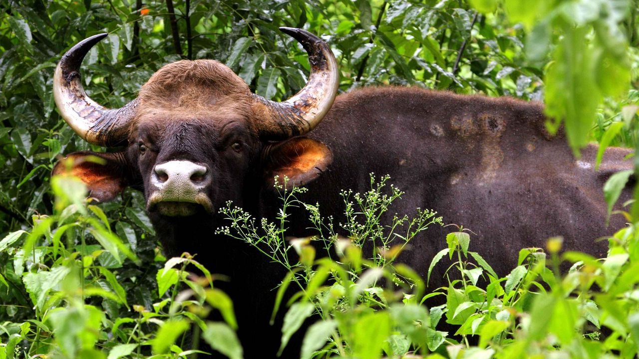 Wallpaper gaur, bull, horns, muzzle, grass, nose, brown