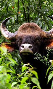 Preview wallpaper gaur, bull, horns, muzzle, grass, nose, brown