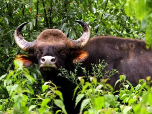 Preview wallpaper gaur, bull, horns, muzzle, grass, nose, brown