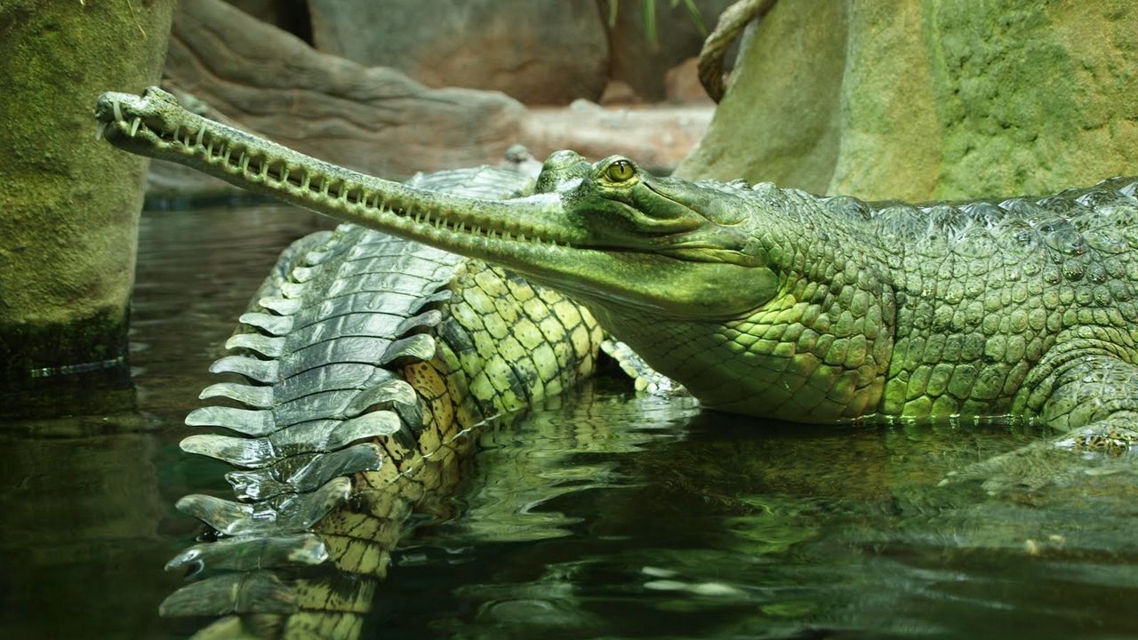 Wallpaper gavials, reptile, crocodile, swim