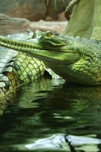 Preview wallpaper gavials, reptile, crocodile, swim