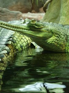 Preview wallpaper gavials, reptile, crocodile, swim